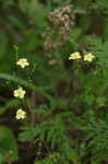 Ridged yellow flax
